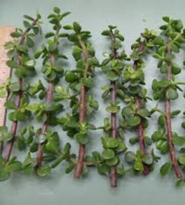 11 Unrooted Cuttings Elephant Bush Dwarf Jade Succulent Green/Red Stem Portulacaria Afra for Easy Propagation