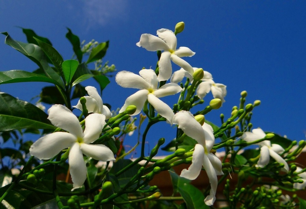 Crape Jasmine Cuttings, 12 Live Clippings, Fragrant White Flowers, Tabernaemontana divaricata, USDA Zones 10-11