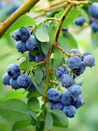 Austin Blueberry Live Cuttings 5-8" Unrooted Scion Rabbit Eye Fruit Tree for DIY Home Garden - Vaccinium ashei