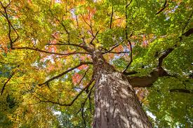 8 Unrooted Sugar Maple Cuttings - Acer saccharum Scions for Grafting, Hardy Tree Propagation, Fresh Cut Tree Cuttings