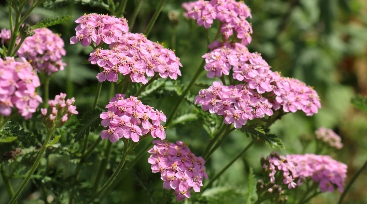 Yarrow Live Plant Starter | Achillea Millefolium | Perennial Flower for Pollinators | Attracts Bees & Butterflies