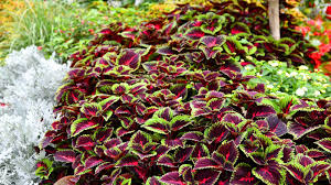 Coleus Cuttings 10-Pack 2-6" Mixed Colors & Patterns Easy to Root Tropical Shade Plant (Solenostemon scutellarioides)