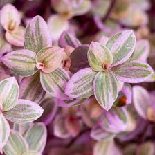15 Unrooted Tradescantia Cuttings, Pink Spiderwort, Tradescantia pallida, Easy to Root Indoor Plant, Decorative Foliage