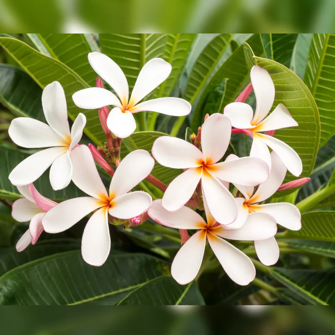 Plumeria Unrooted Cutting 10"-11" Frangipani, Exotic Tropical Plant, Fragrant White & Pink Blooms, Plumeria Rubra
