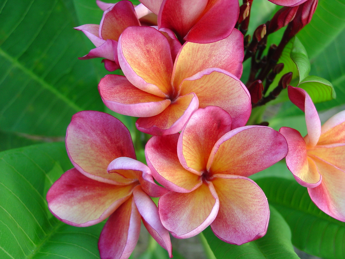 Orange Rainbow Plumeria Cutting 8-12" | Frangipani Flower | Tropical Plant for Garden & Home | Easy to Propagate