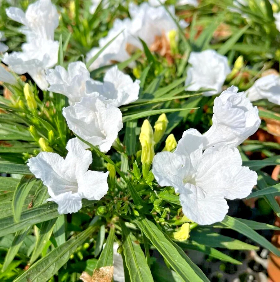White Mexican Petunia - 10 Rooted Plants, Drought & Wet Soil Tolerant, Fast Spreading Ground Cover, Ruellia brittoniana