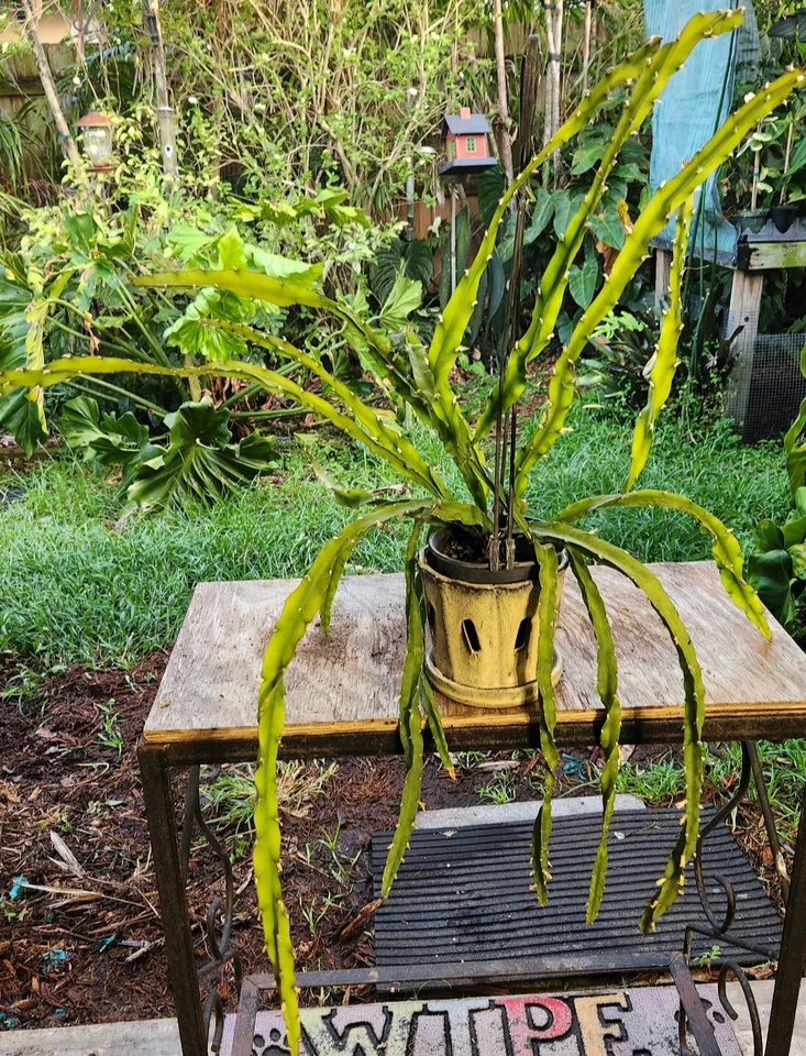 Hurricane Cactus Cutting - 6" Rare Spiral Succulent Lepismium cruciforme f. spiralis, Easy-Care Epiphyte for Collectors
