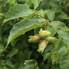 American Hazelnut Tree 12–24” Bare Root Corylus americana | Edible Nut Tree for Wildlife, Orchards & Landscapes
