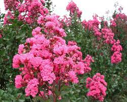 10 Live Clippings Pink Crape Myrtle Organic (Lagerstroemia indica) - Butterfly Magnet, Easy to Root, Fragrant Flowers