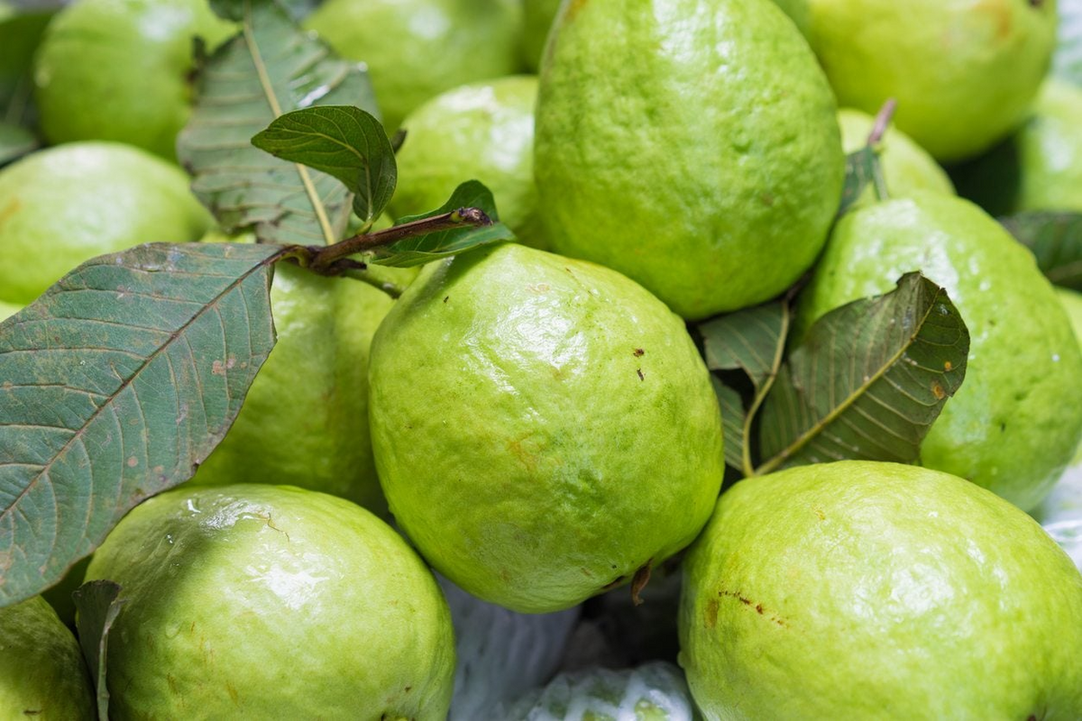 Guava Cuttings 4-5" | Psidium Guajava | Unrooted Tropical Fruit Tree for Propagation