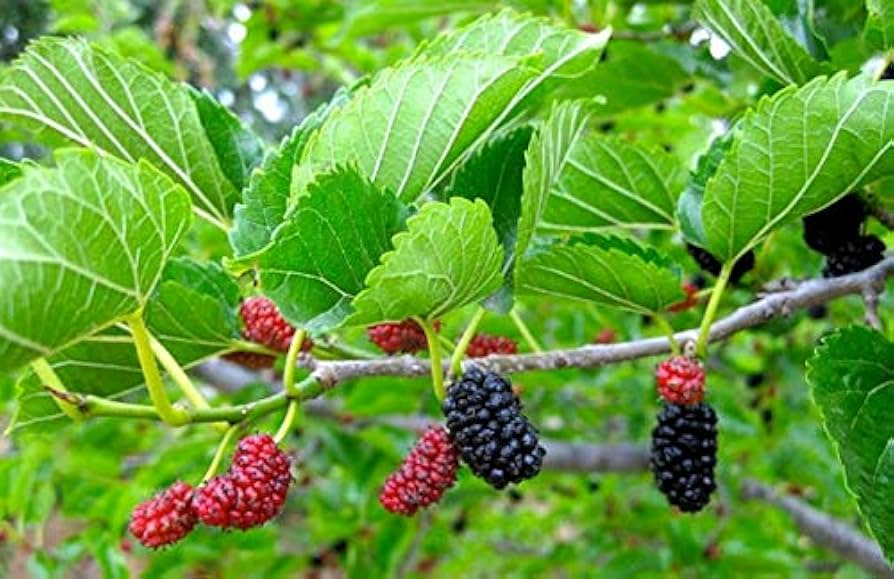 Red Mulberry Tree - 12-24” Live Bare Root - Morus rubra | Wildlife-Friendly Native Fruit Tree for Edible Landscapes