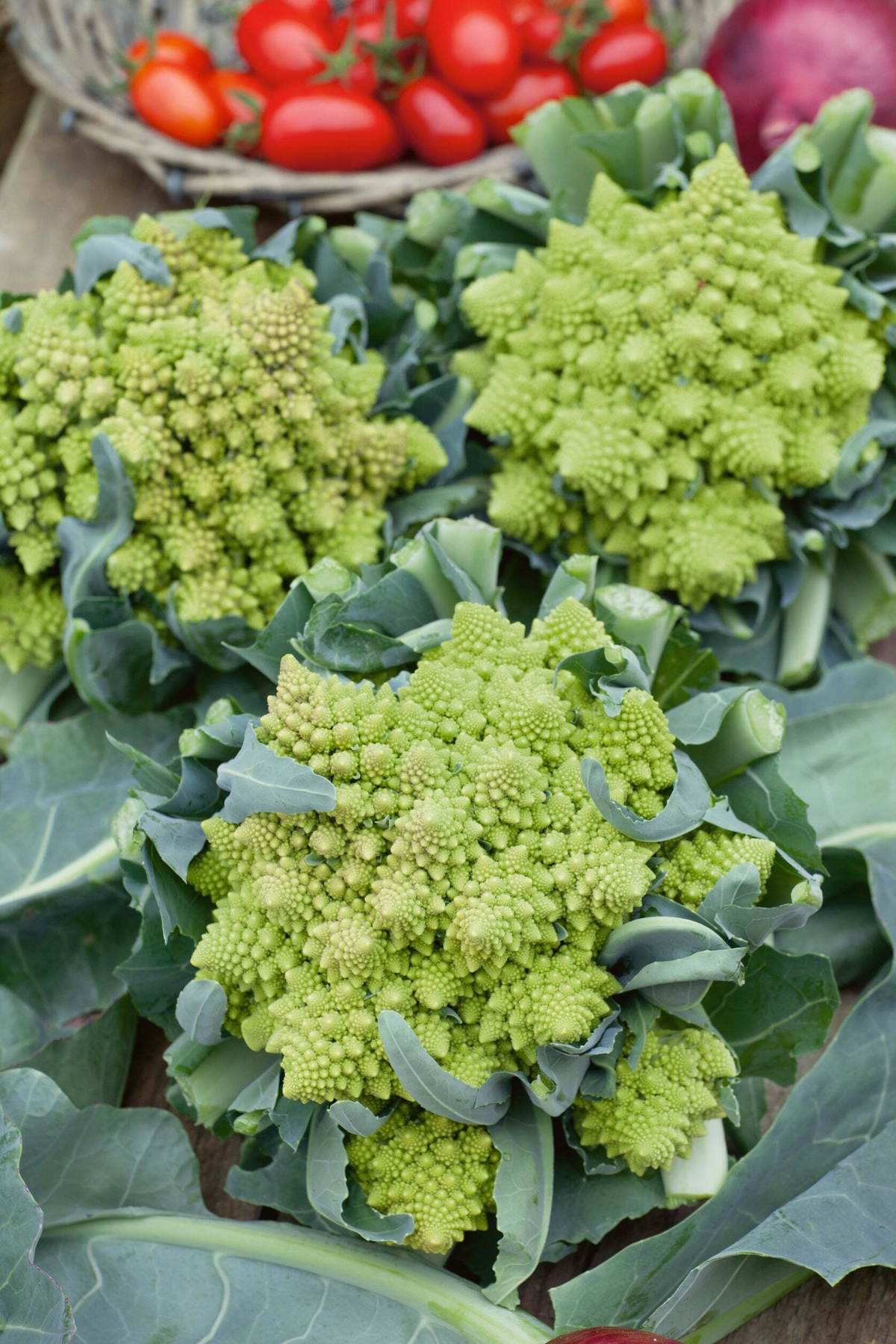 250+ Romanesco Broccoli Seeds | Brassica oleracea | Non-GMO Heirloom | Unique Spiral Heads for Gardens