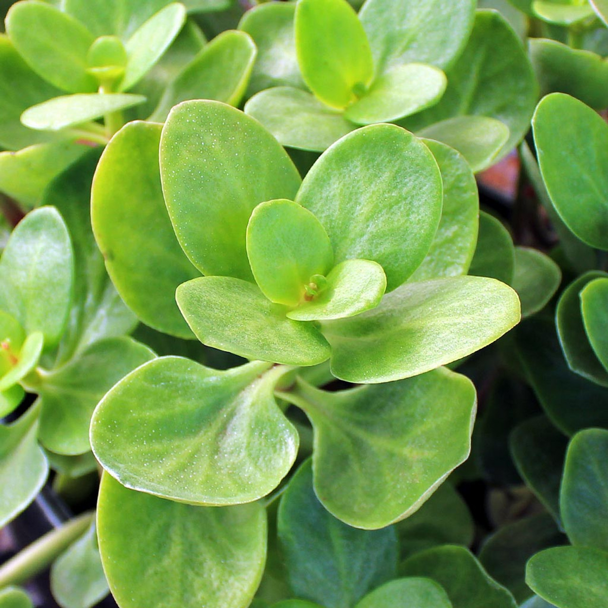 Fairy Crassula Succulent Cuttings 3" - Crassula Multicava & Calico Kitten - Rare Easy Care Houseplant