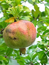 10 Organic White Pomegranate Cuttings 8-10" - Punica Granatum - Rare Fruit Tree for Propagation & Home Garden
