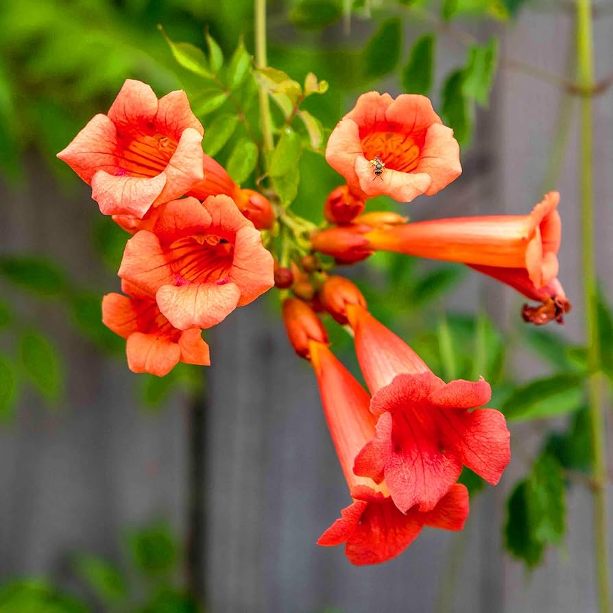 25 Red Hummingbird Vine Seeds | Campsis radicans | Non-GMO Trumpet Vine for Fences & Trellises | Attracts Hummingbirds