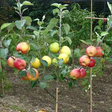 4 Star Apple Cutting 5-6" Unrooted for Grafting - Tropical Fruit Tree (Annona sp.) - Exotic Caimito for Propagation
