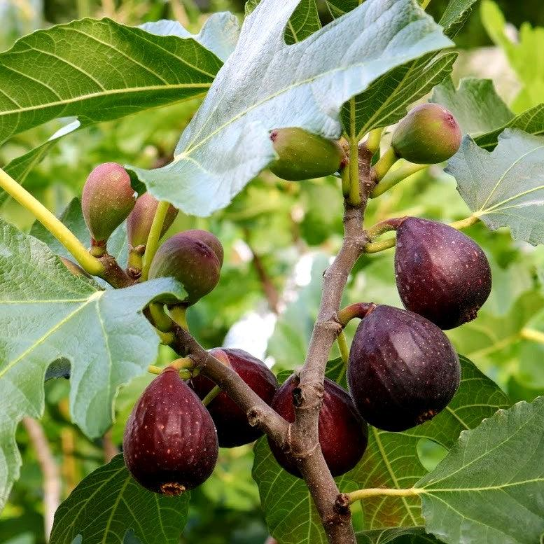 Violette de Bordeaux Fig Cuttings - Ficus carica 'Negronne' - Two Crops - Propagation Ready - USDA Zones 7-10