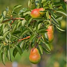 3 Ayers Pear Scion Unrooted Cuttings 10-12" | Pyrus communis | Hardy Fruit Tree for Grafting & Rooting in Garden & Orchard