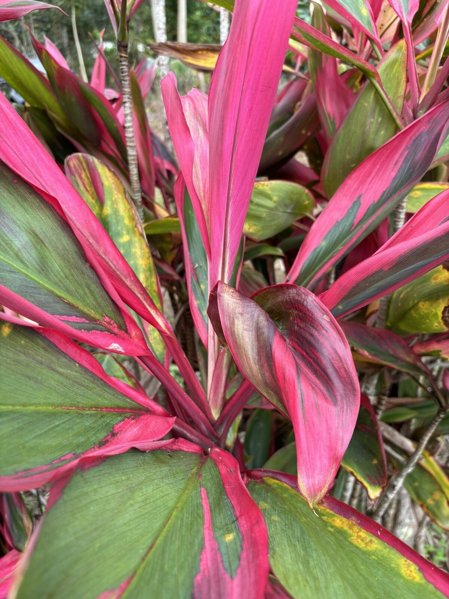 3 Hawaiian Dark Red/Green Hybrid Ti Leaf Cuttings 6" - Cordyline Fruticosa, Tropical Starter Logs for Gardens