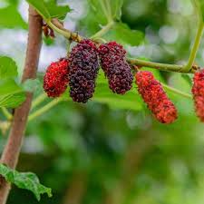 Dwarf Everbearing Mulberry Plant 3-15" Morus Nigra Compact Tree Easy to Grow Year-Round Fruit Production