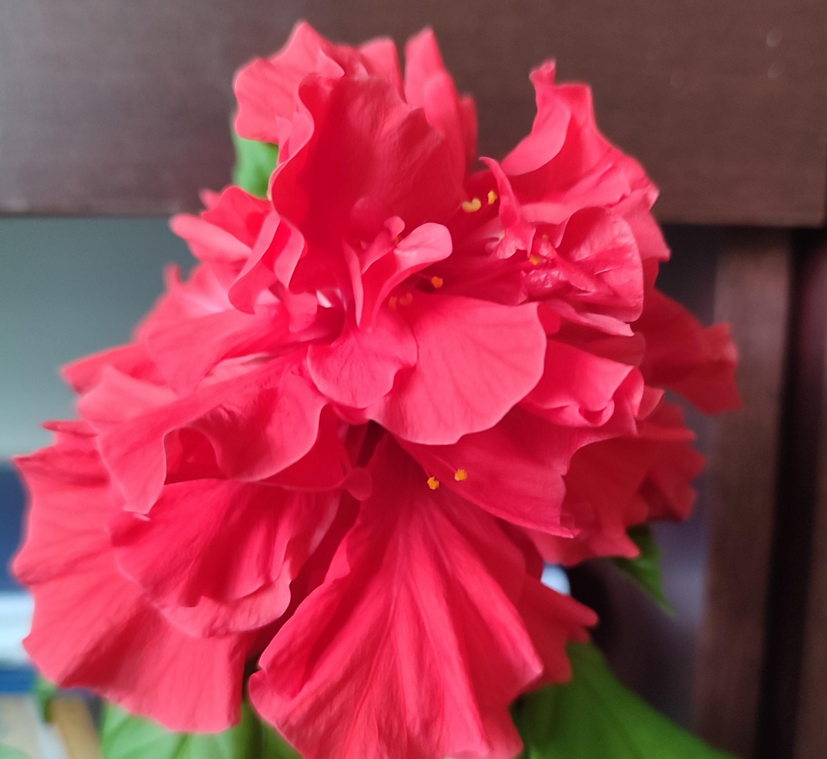 Unrooted Cuttings - Red Chinese Rose - Hibiscus rosa-sinensis - 5 Tropical Flowering Stem Cuttings for Propagation