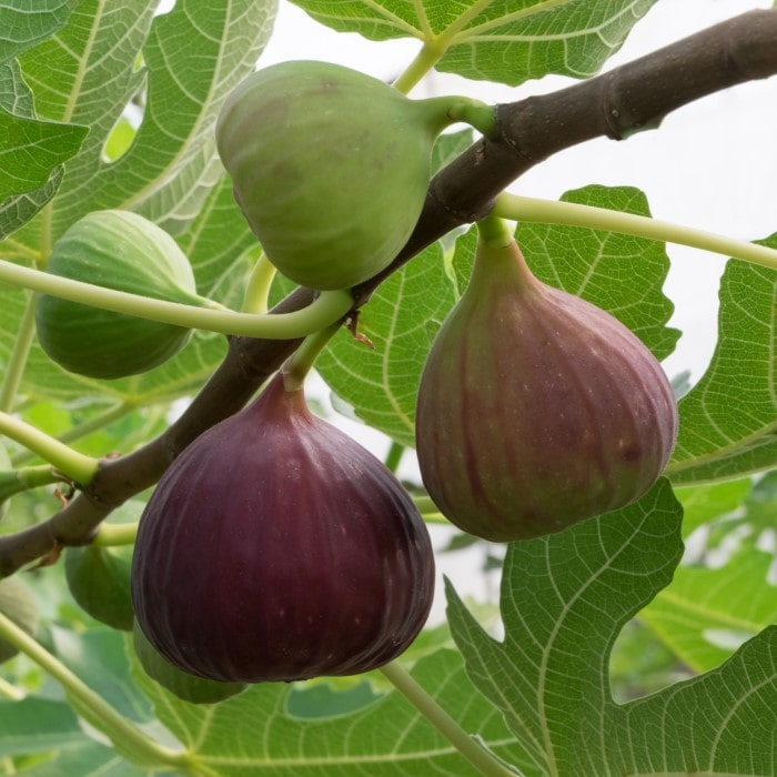 10 Chicago Hardy Fig Tree Cuttings 10-12” Unrooted Ficus carica Cold-Hardy Variety for Rooting or Grafting