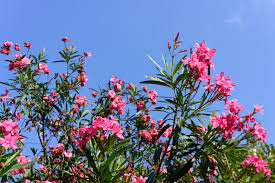 SUPER RARE Oleander Cuttings - 5 Fresh Unrooted Cuttings - Fragrant Flowering Shrub - Nerium oleander