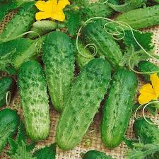 50 Cucumber Seeds for Planting | Non-GMO Cucumis sativus | Easy to Grow Vegetable Seeds for Gardens & Containers