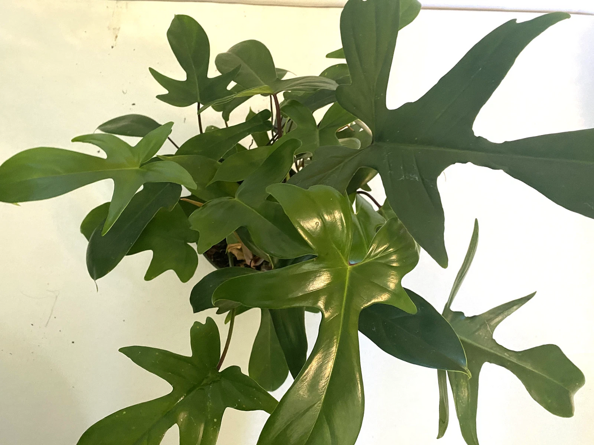 Philodendron Florida Ghost 3" Potted Live Plant, Color-Changing Foliage, Rare Aroid - Philodendron 'Florida Ghost'