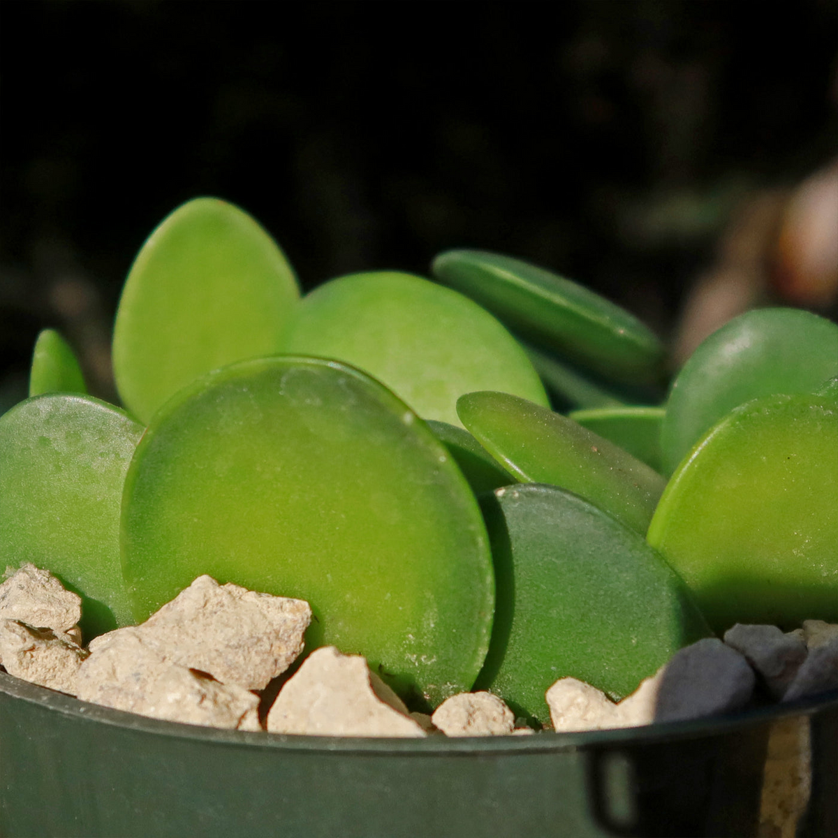 Silver Dollar Vine Plant, 4" Potted Cutting, Xerosicyos danguyi, Succulent Climber, USDA Zones 10-11, Silver-Green Foliage