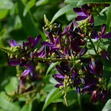 Evergreen Wisteria Cuttings - 5 Live Cuttings, Purple Flowers, Millettia reticulata, USDA Zones 8-11, Fragrant Vine