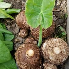 Elephant Ear Bulbs - 2 Live Rooted Colocasia esculenta - Organic Tropical Foliage - USDA Zones 8-11 - Moist Soil Lovers