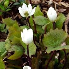 5 Bare Root Twin Leaf Plants - Jeffersonia diphylla, Native Perennial Wildflower for Shade Gardens, White Spring Blooms