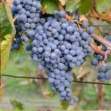 Thomcord Grape Cuttings - 5 Pack - Seedless Table Grape Vine - Propagation Ready - US Grown - Vitis vinifera Hybrid