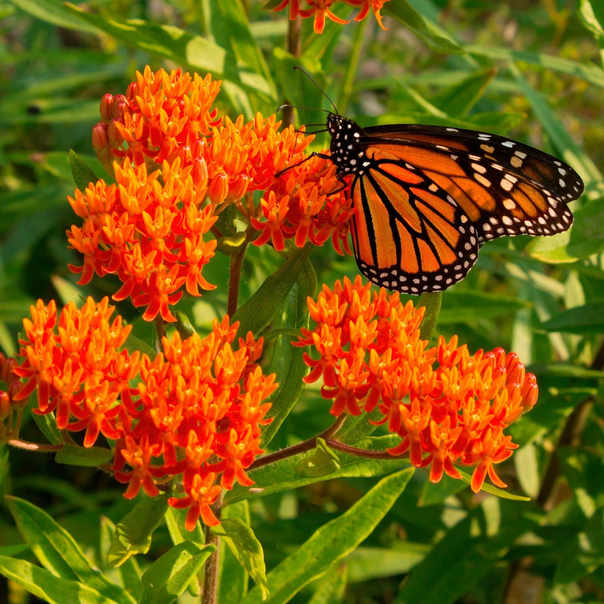 Bare Root Butterfly Weed Plants - Set of 3 Asclepias tuberosa | Orange Perennial Wildflower | Monarch Host & Pollinator-Friendly