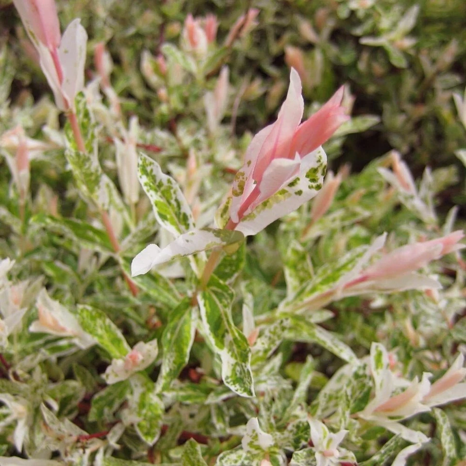 10 Dappled Willow Cuttings - Hakuro Nishiki - Tri-Color Variegated - Salix integra - 6 Inch Unrooted Foliage for Planting
