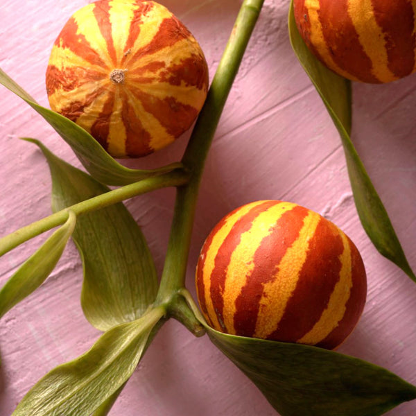 10 Tigger Melon Seeds | Rare Striped Melon Variety | Cucumis melo | Non-GMO Mini Melons with Fragrant Flesh