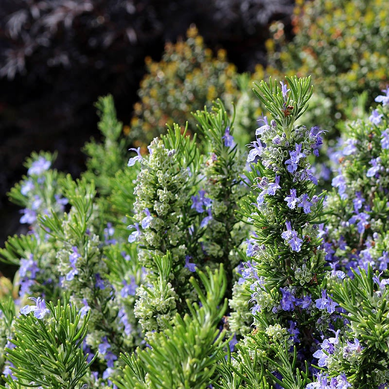 Rosemary Cuttings - 4 Fragrant Culinary Herb Cuttings, Rosmarinus officinalis, Cold Hardy to 0°F, USDA Zones 7-10