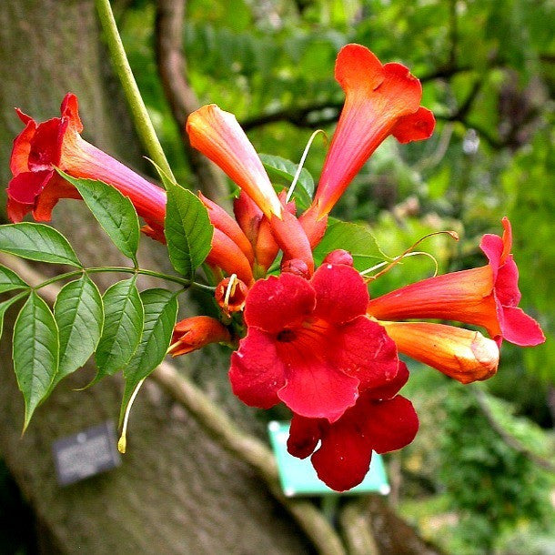 Red Trumpet Vine Cuttings - 12 Live Clippings, Campsis radicans, Perennial Vine, Hummingbird Attractor, USDA Zones 4-9