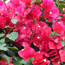 Bougainvillea Cuttings - 8 Healthy 6-8 Inch Fuchsia Pink Purple, Bougainvillea spectabilis, Fast Growing, Easy to Root