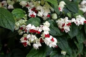 Bleeding Heart Starter Plant - Clerodendrum thomsoniae, White & Red Blooms, Hardy Climbing Vine for Garden Landscapes