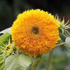 50 Giant Teddy Bear Sunflower Seeds - Yellow Enchanting - Non-GMO Heirloom - Helianthus annuus - Pollinator Friendly