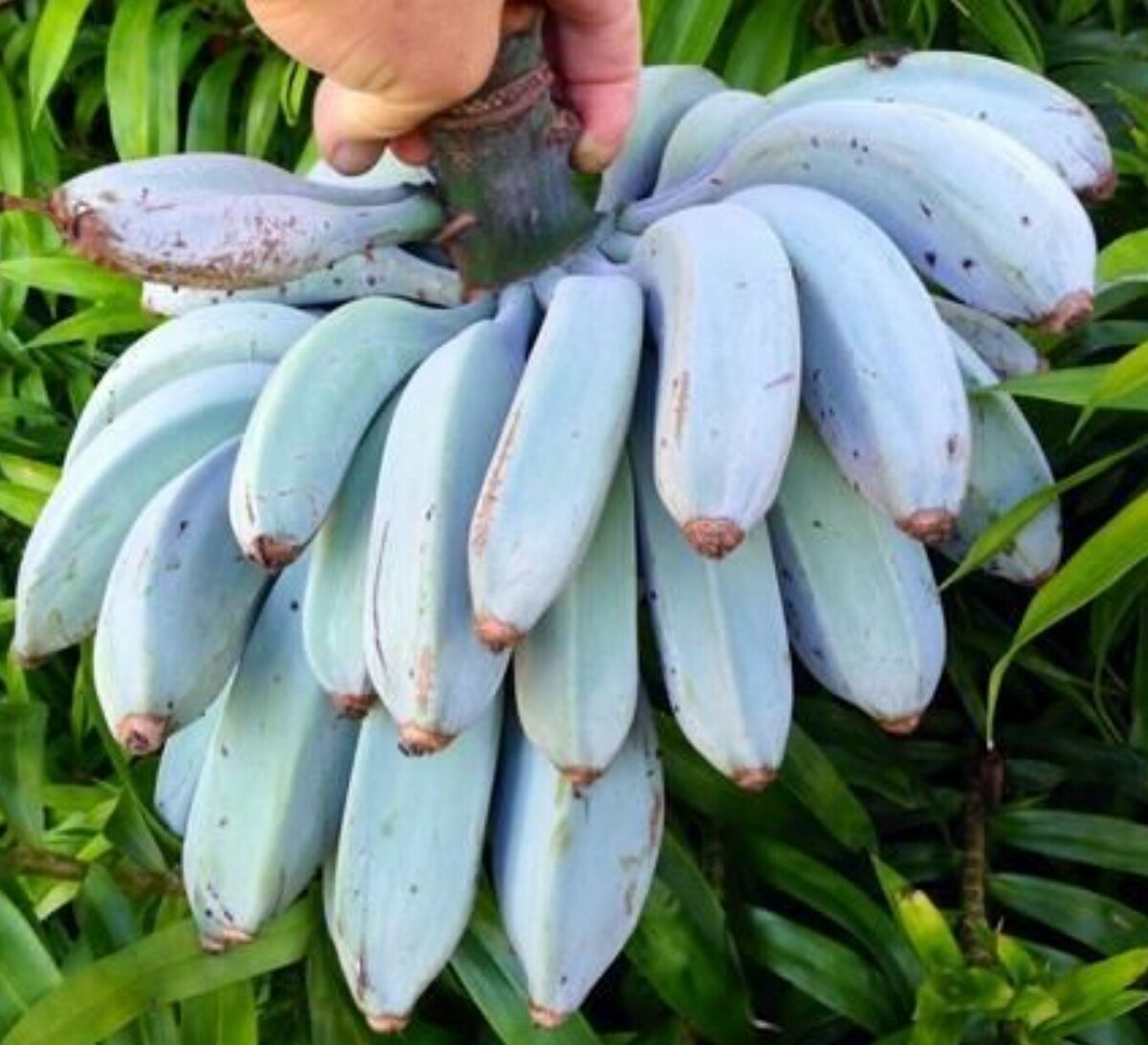 Musa Ice Cream Banana Tree - Small Live Rooted Starter Plant, Blue Java Variety, Unique Tropical Fruit for Garden or Containers