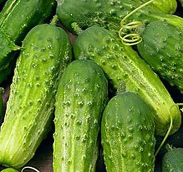 100+ Pickling Cucumber Seeds | Non-GMO Cucumis sativus | Compact Variety for Pickles & Gardens | Easy to Grow Vegetable Seeds
