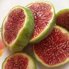 White Adriatic Fig Cuttings | 5 Unrooted Heirloom Cuttings | Ficus carica | Easy to Root for Home Garden