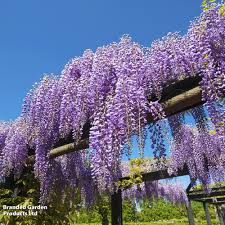 10 Unrooted Hardy Purple Wisteria Cuttings 6" - Wisteria Sinensis for Vines, Trellises, and Pergolas