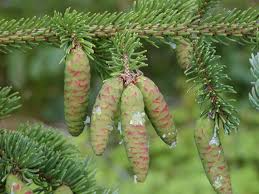 White Spruce Seeds - 25 Count - Picea glauca - Wild Harvested from Alaska - Cold Hardy Evergreen Conifer - Zone 2-6