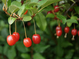 Goumi Cuttings 4 Count - Elaeagnus multiflora - Nitrogen Fixing Deciduous Shrub with Red Berries - Garden & Landscape Plant