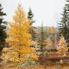 Larix Seeds 20 Count - Mixed Varieties - Wild Harvested Deciduous Conifer - Larix spp. - Golden Fall Foliage