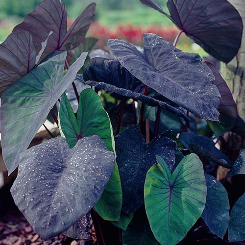 Black Magic Colocasia Starter Plant - Dark Purple-Black Foliage - Colocasia esculenta - Tropical Elephant Ear Plant